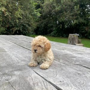Maltipoo hembra 02
