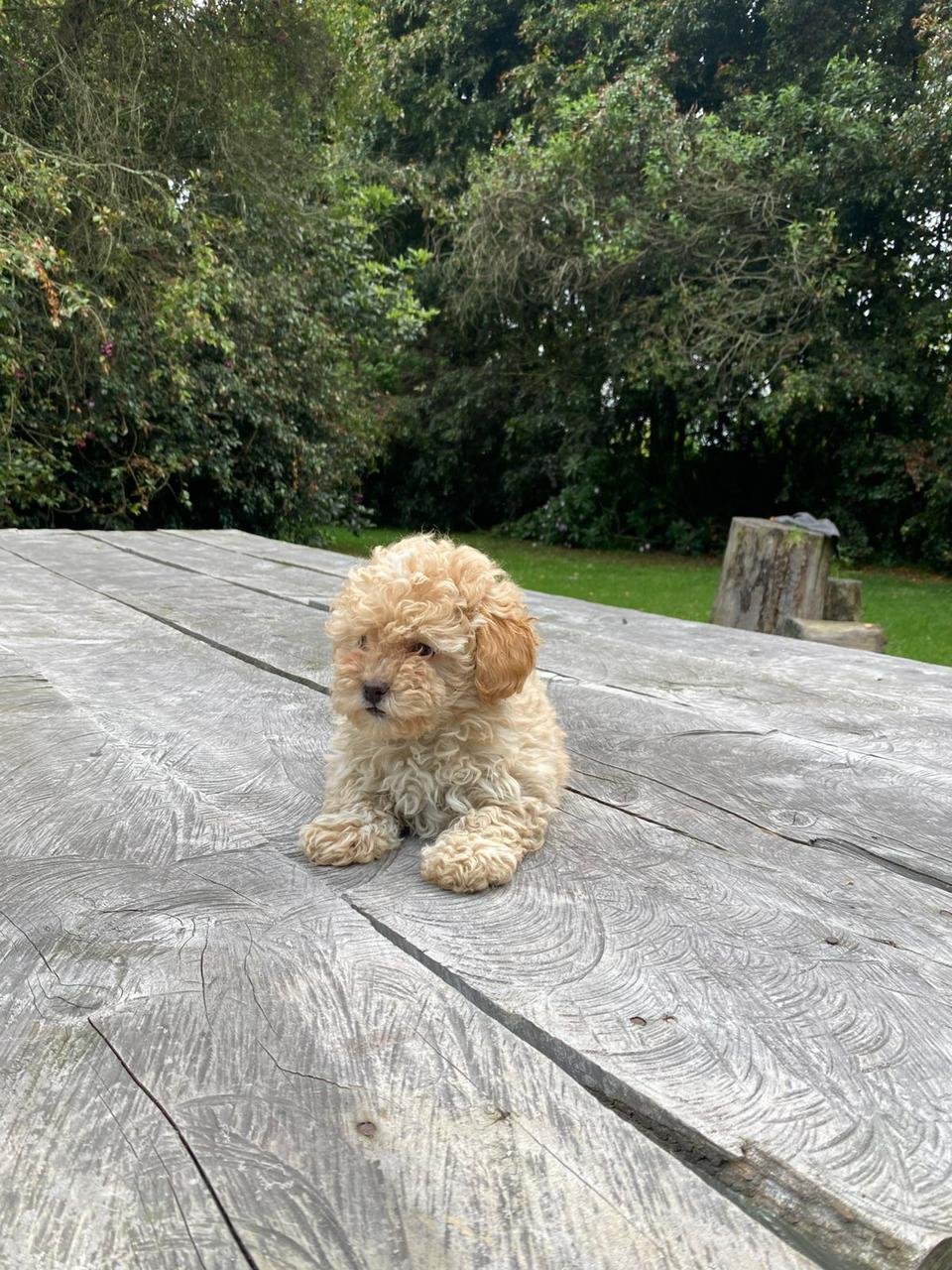 Maltipoo hembra 02