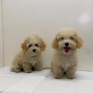 Maltipoo machos 01