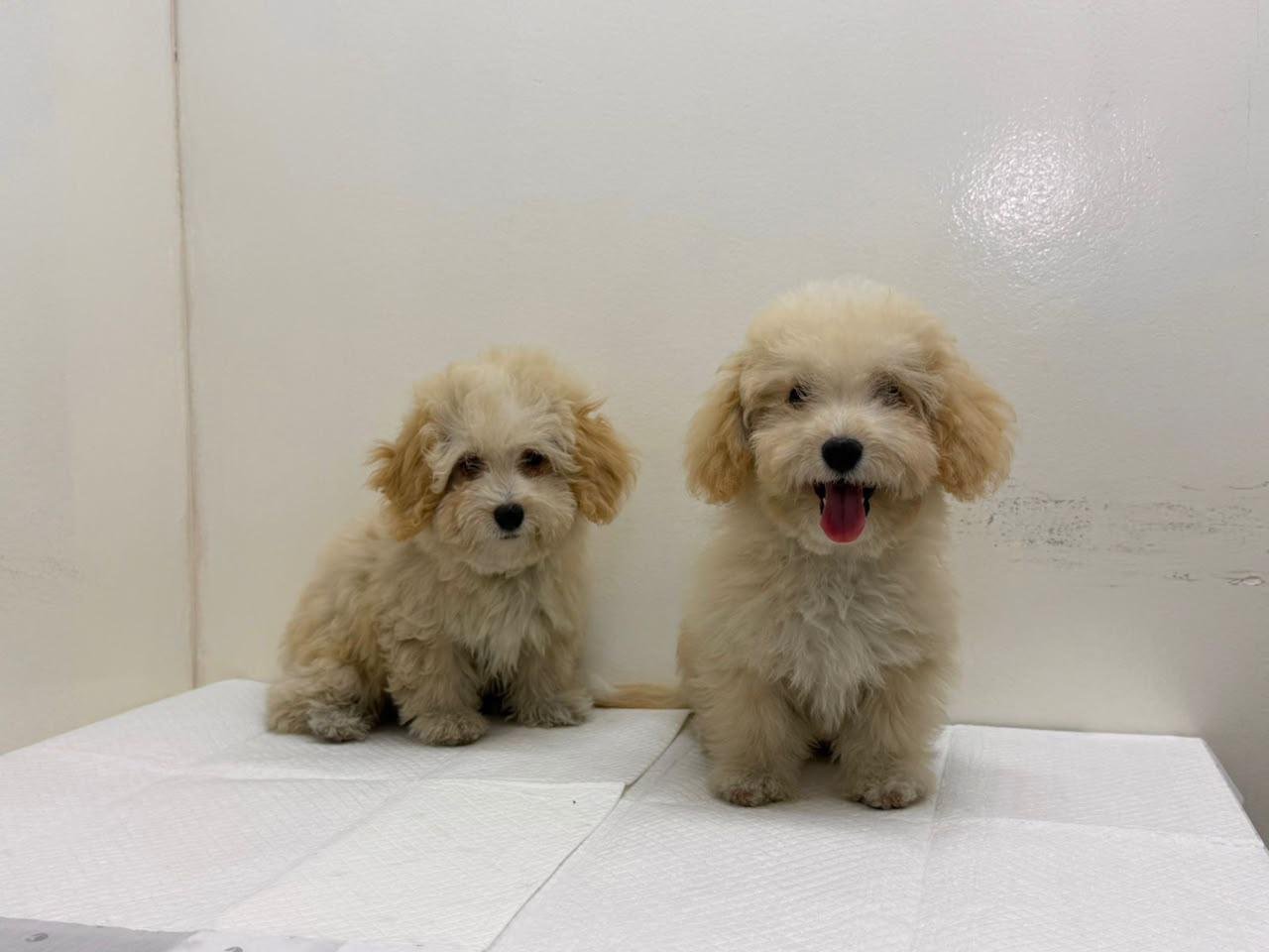 Maltipoo machos 01