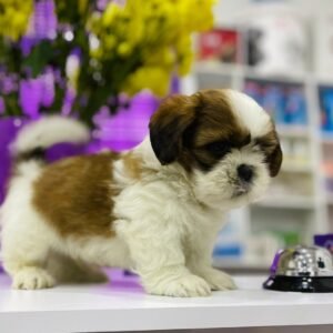Shih Tzu 03