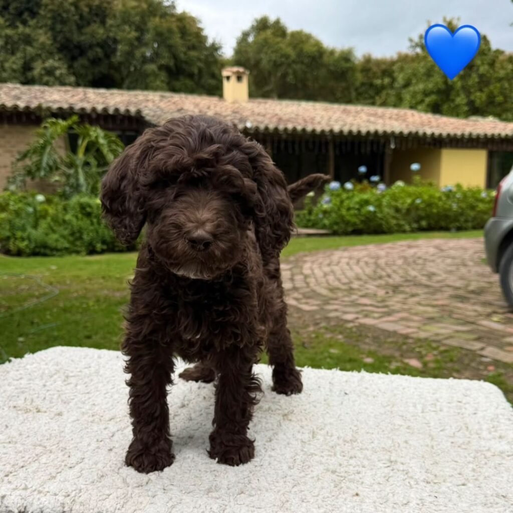 Cachorros Goldendoodle Estándar Colombian Puppies 01 (10)