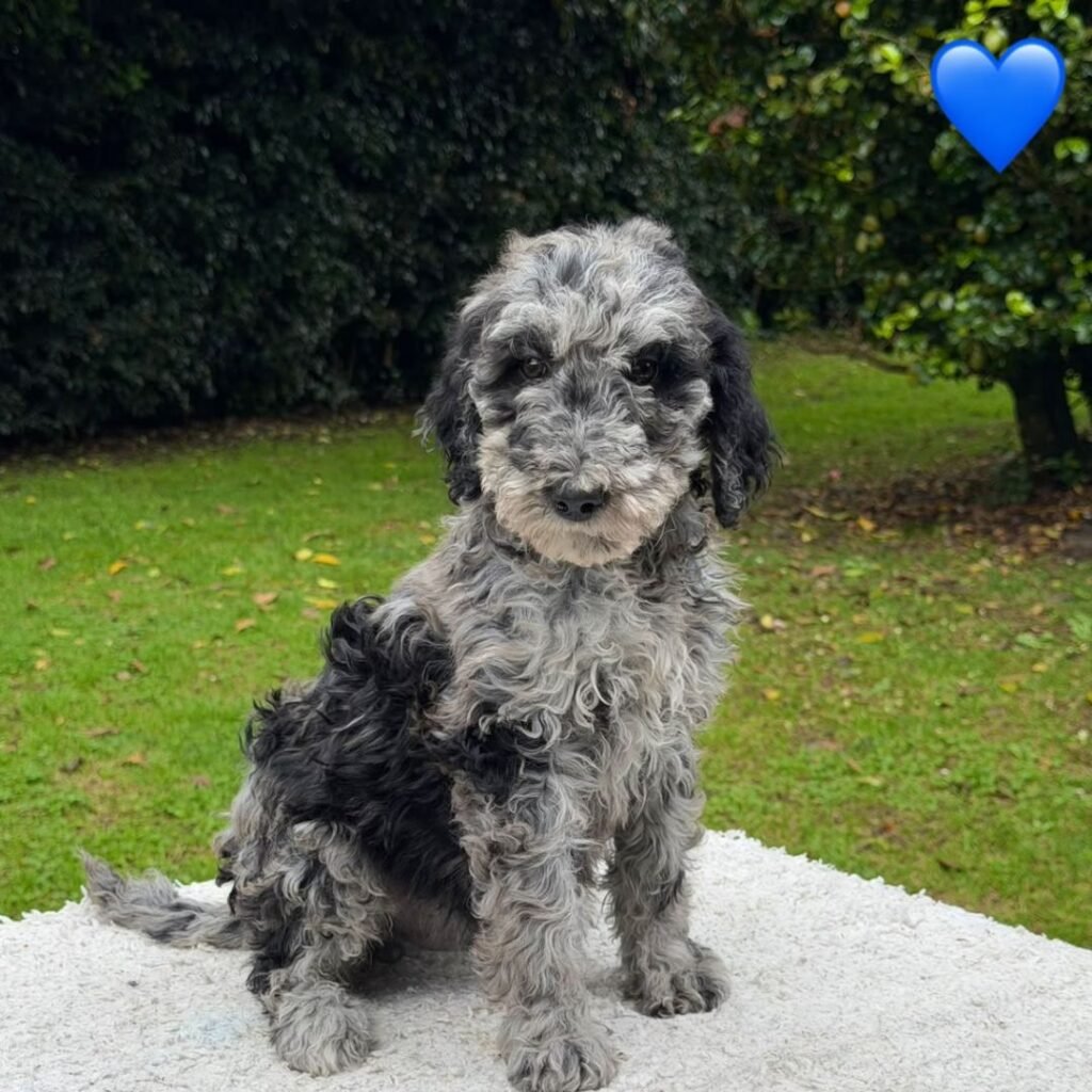 Cachorros Goldendoodle Estándar Colombian Puppies 01