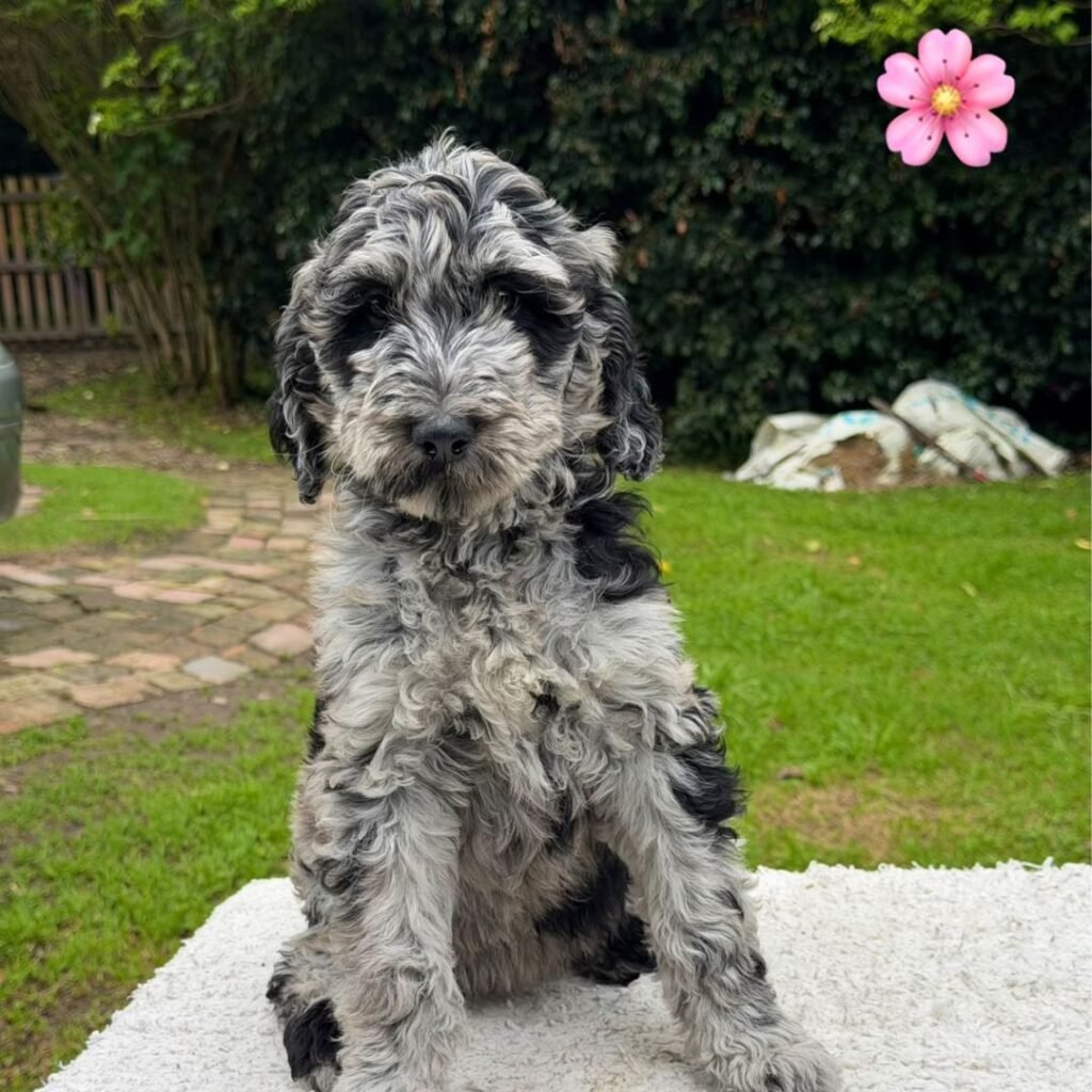 Cachorros Goldendoodle Estándar Colombian Puppies 01 (4)