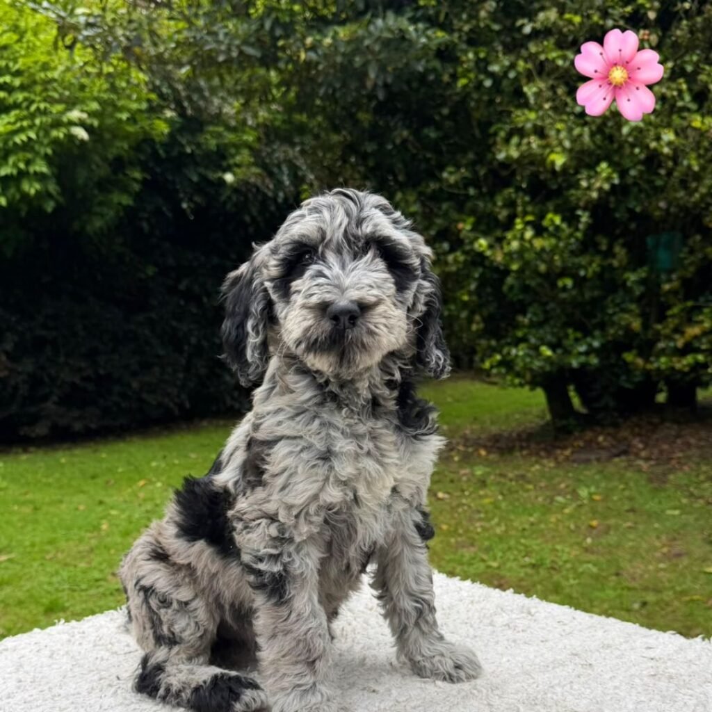 Cachorros Goldendoodle Estándar Colombian Puppies 01 (5)