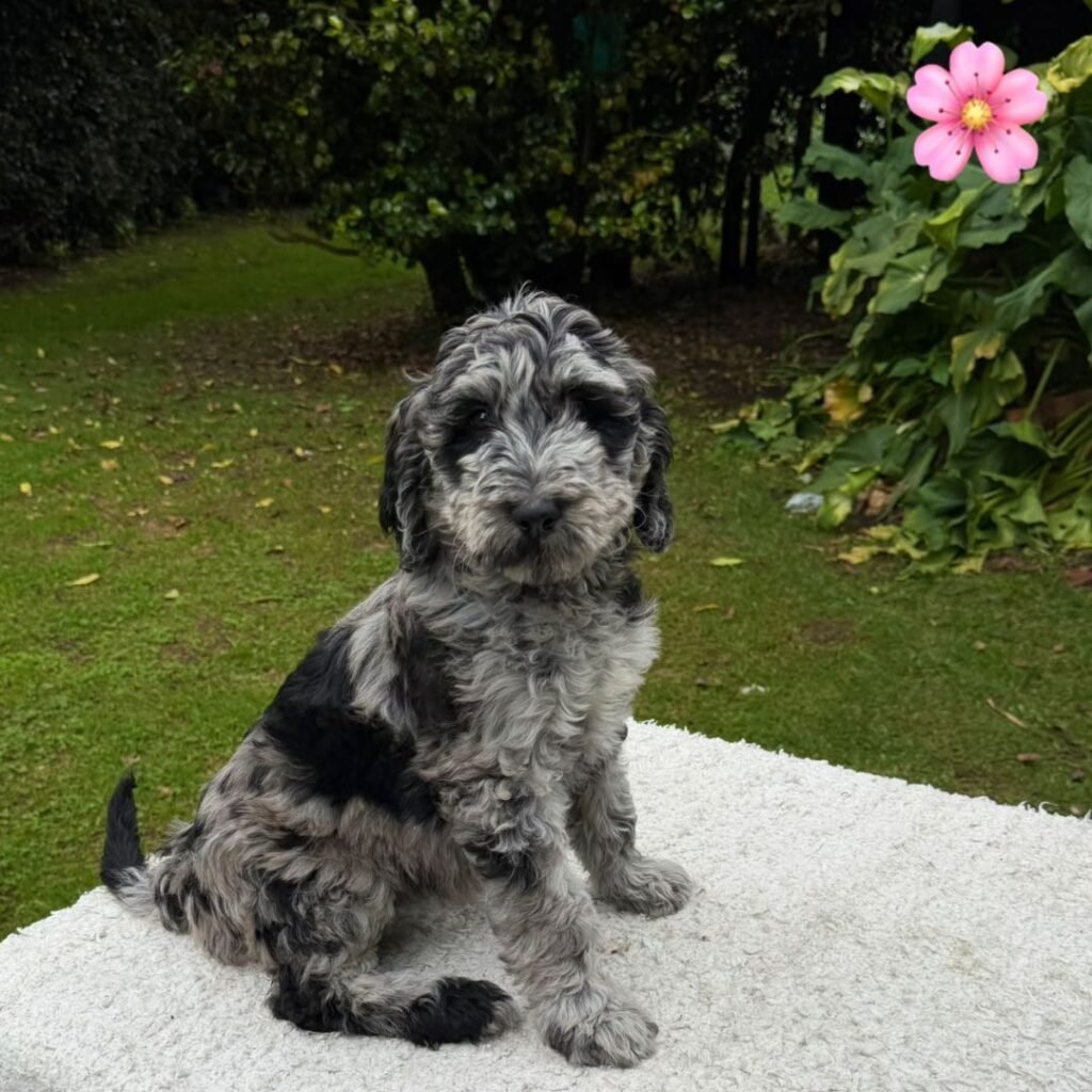 Cachorros Goldendoodle Estándar Colombian Puppies 01 (6)