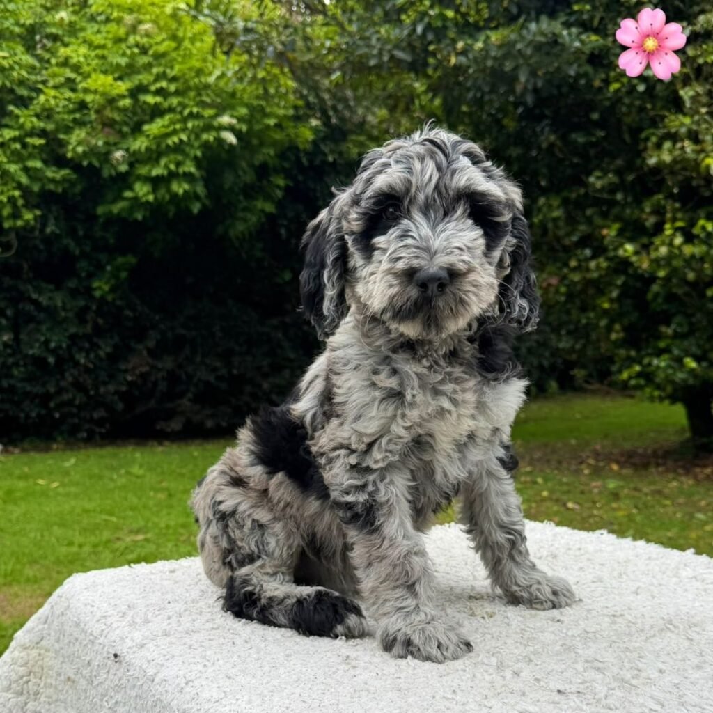 Cachorros Goldendoodle Estándar Colombian Puppies 01 (7)