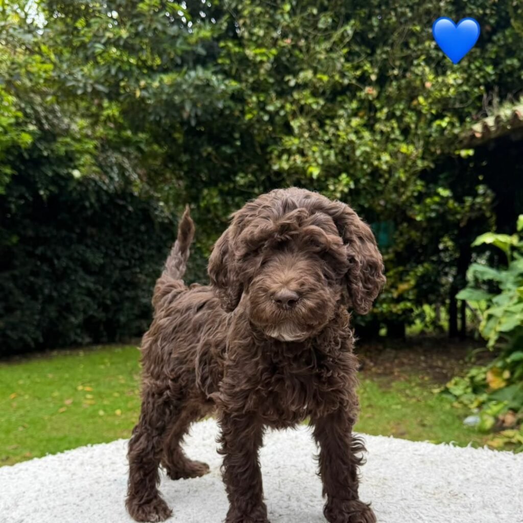 Cachorros Goldendoodle Estándar Colombian Puppies 01 (8)