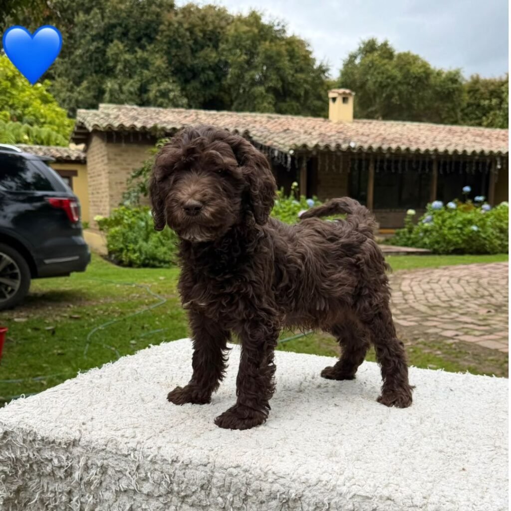 Cachorros Goldendoodle Estándar Colombian Puppies 01 (9)