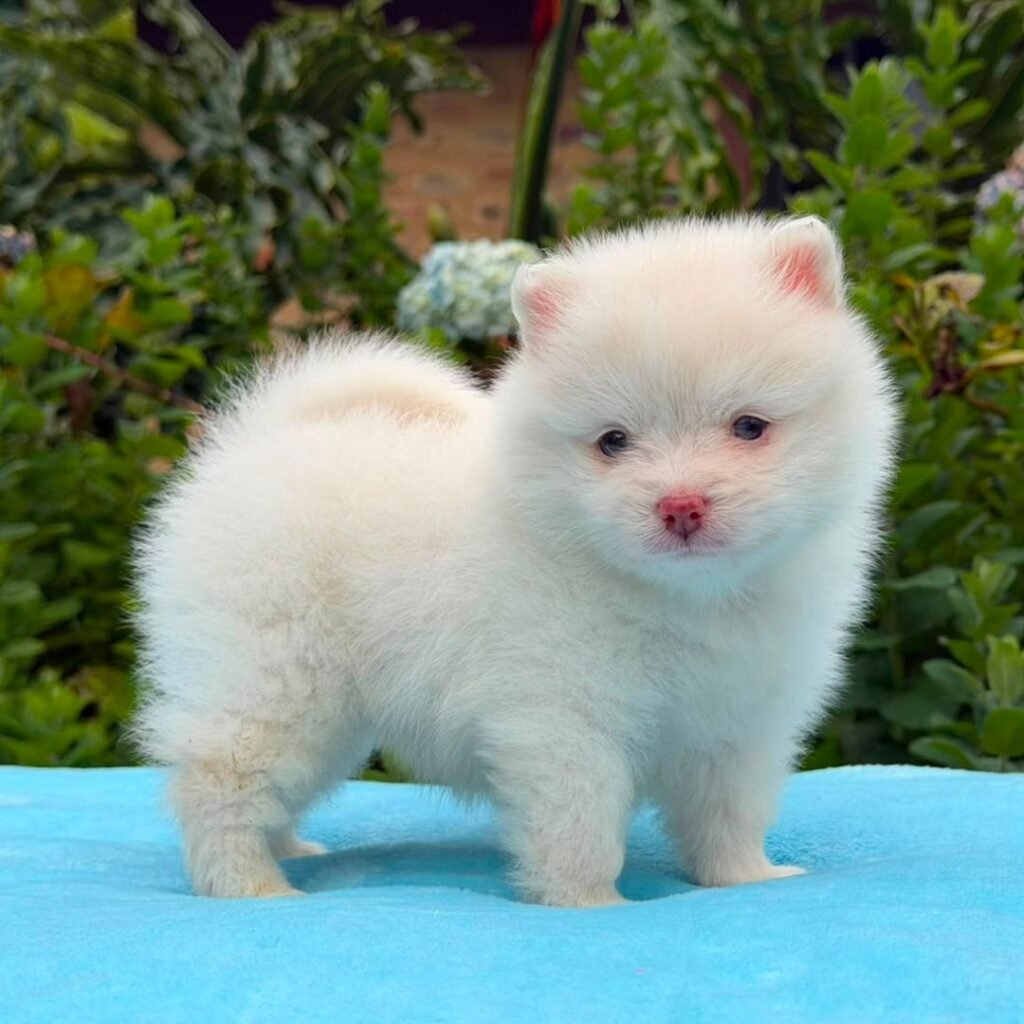 Cachorros Pomerania Oso Padres Importados Macho Blanco 01