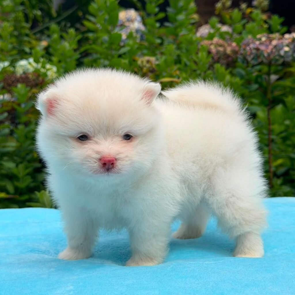 Cachorros Pomerania Oso Padres Importados Macho Blanco 02