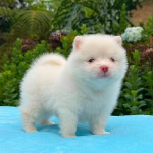 Cachorros Pomerania Oso Padres Importados Macho Blanco 03