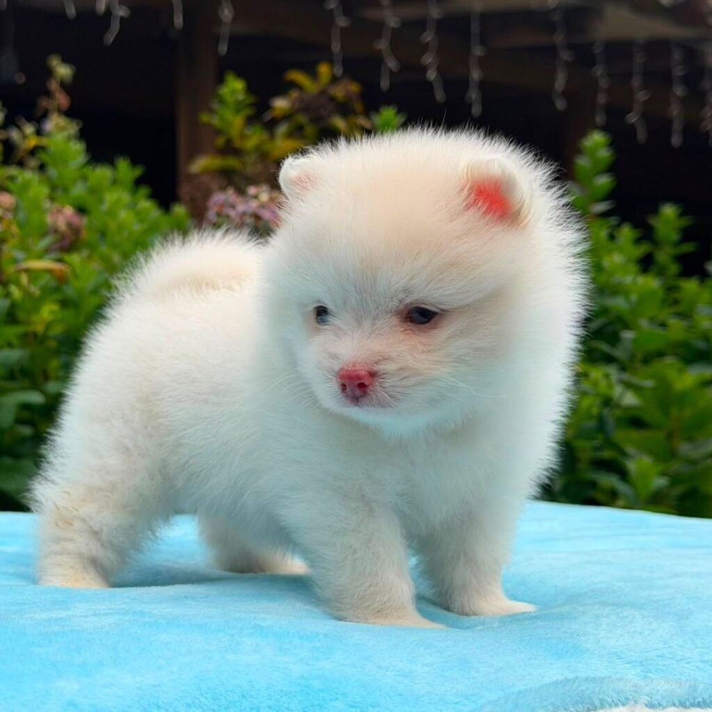 Cachorros Pomerania Oso Padres Importados Macho Blanco 04