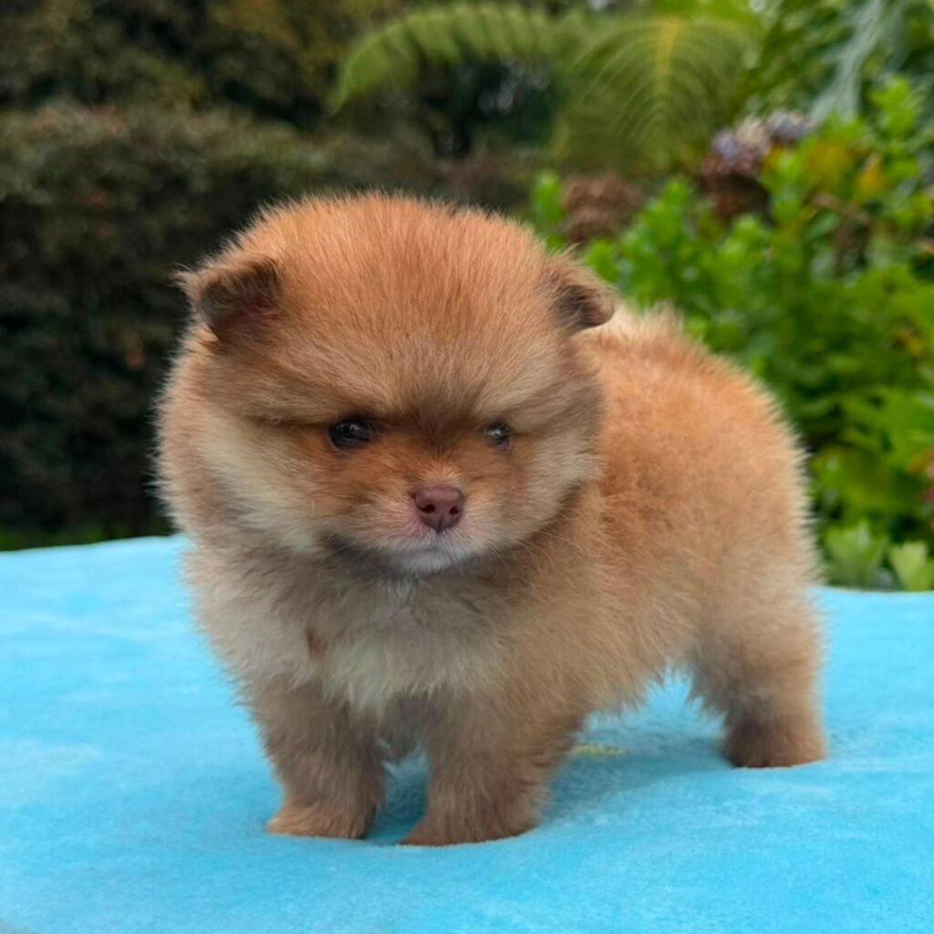 Cachorros Pomerania Oso Padres Importados Macho Brawn 02