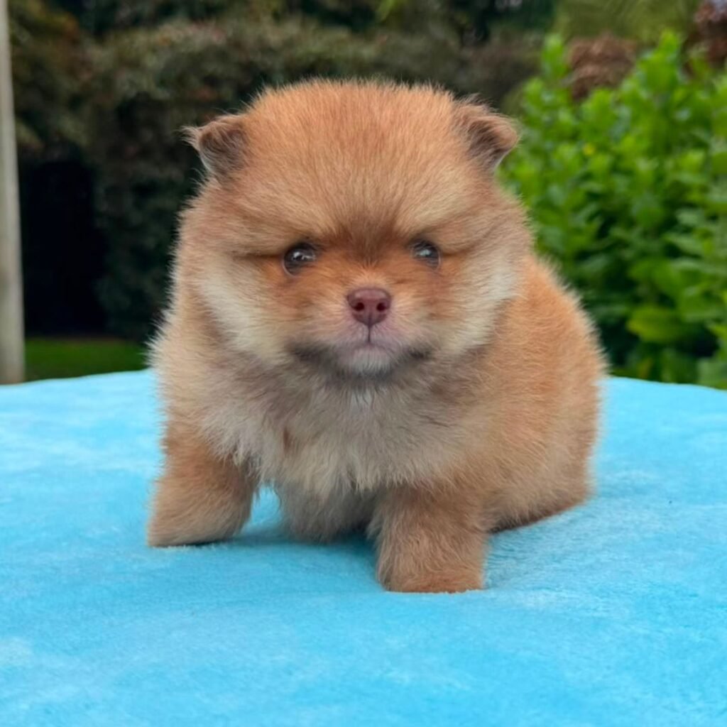 Cachorros Pomerania Oso Padres Importados Macho Brown 01