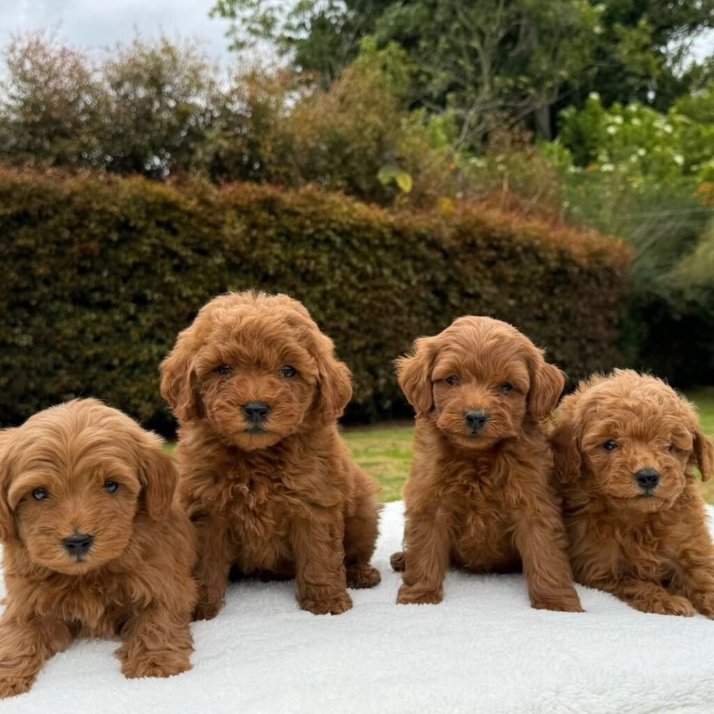 Cachorros Goldendoodle Estándar Colombian Puppies 01