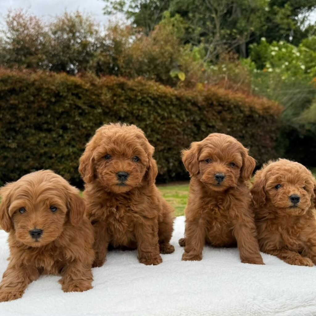 Cachorros Goldendoodle Estándar Colombian Puppies 02