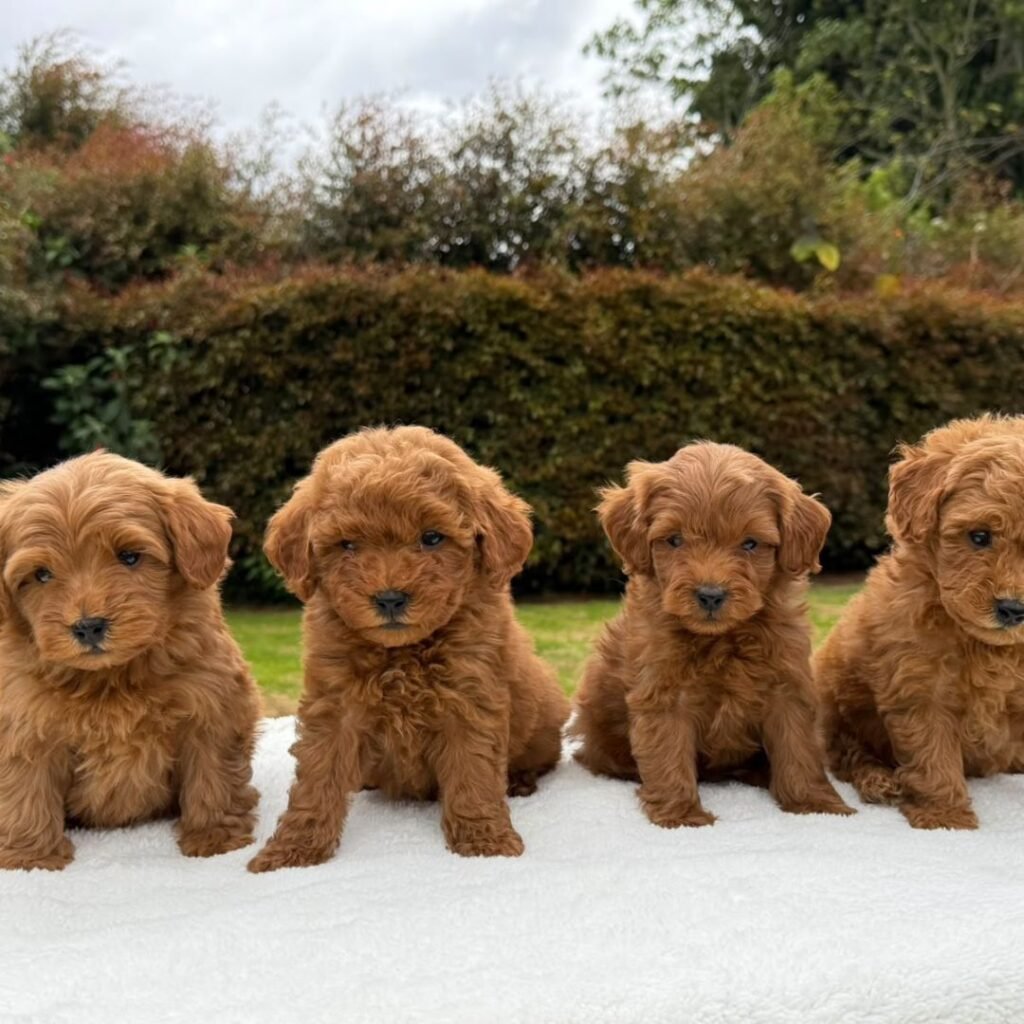 Cachorros Goldendoodle Estándar Colombian Puppies 03