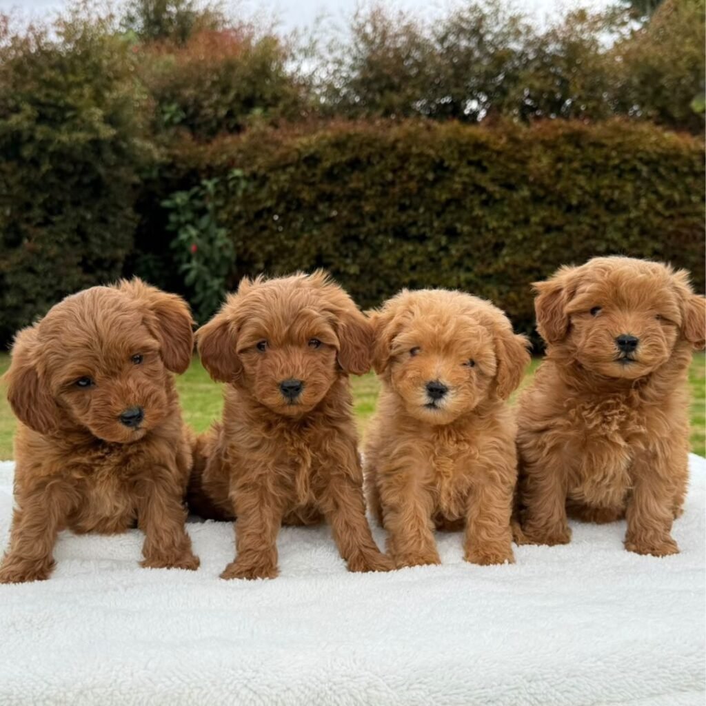 Cachorros Goldendoodle Estándar Colombian Puppies 04