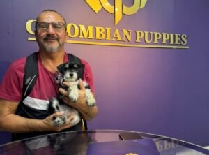 Cliente Colombian Puppy 14